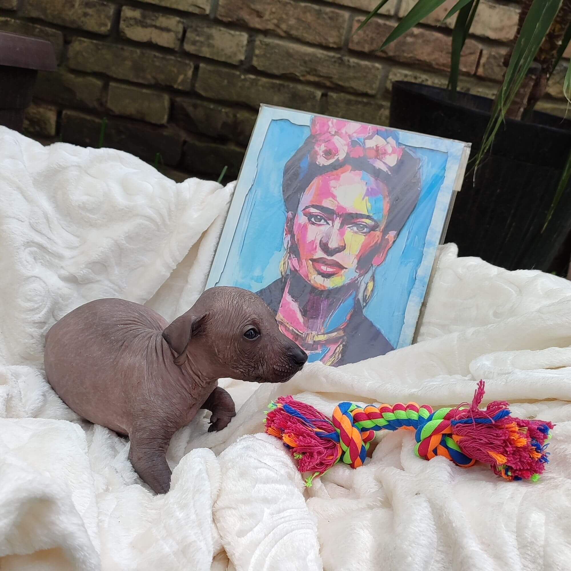 Female puppy 3 - hairless black, Photo No. 4