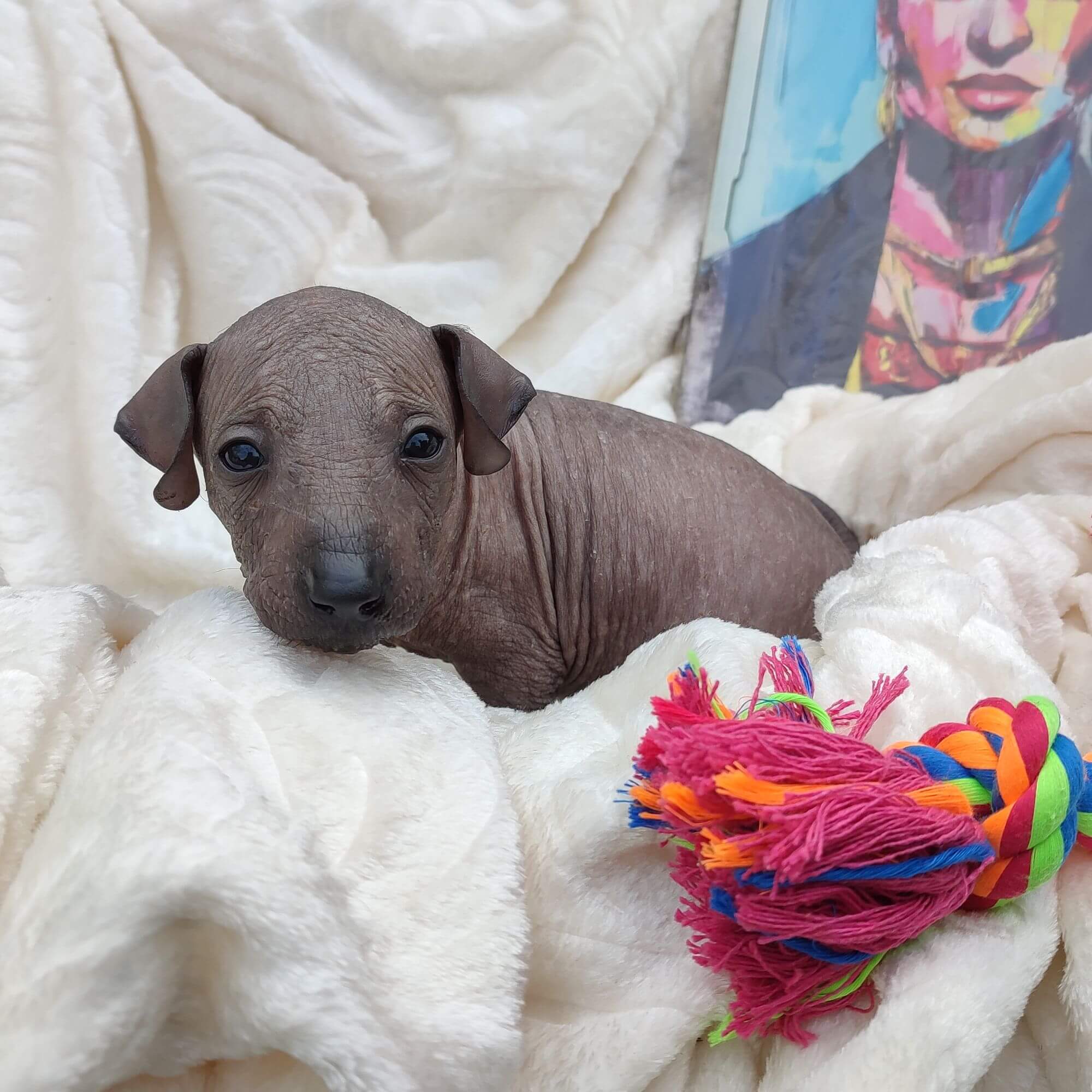 Female puppy 3 - hairless black, Photo No. 5