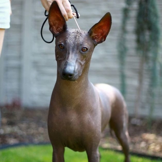 Female puppy 3 - hairless black