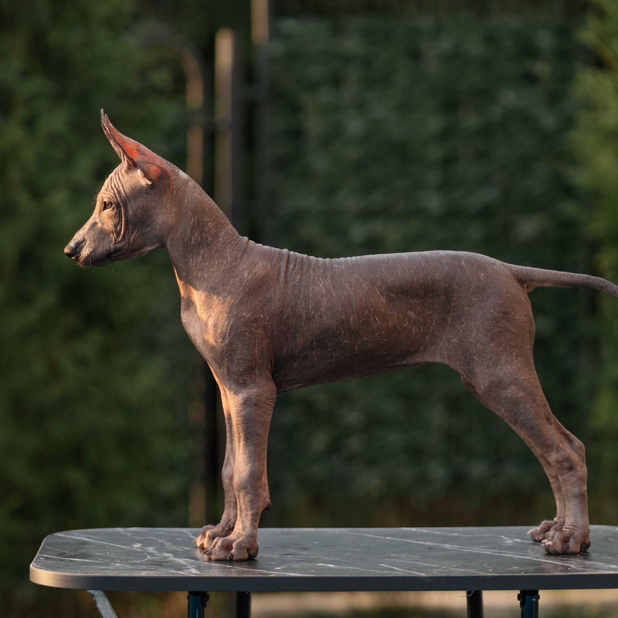 Alpha Aurora, Photo No. 14