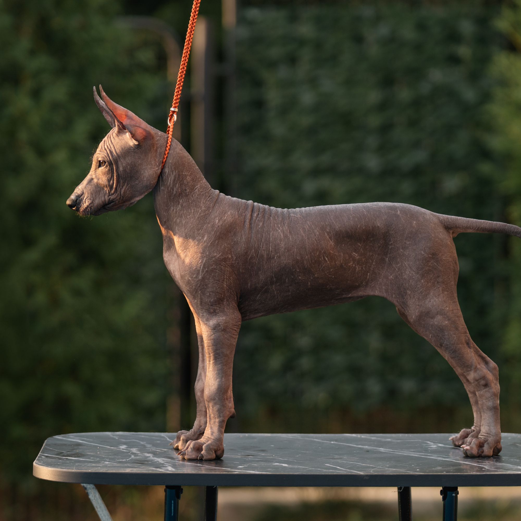 Alpha Aurora, Photo No. 13