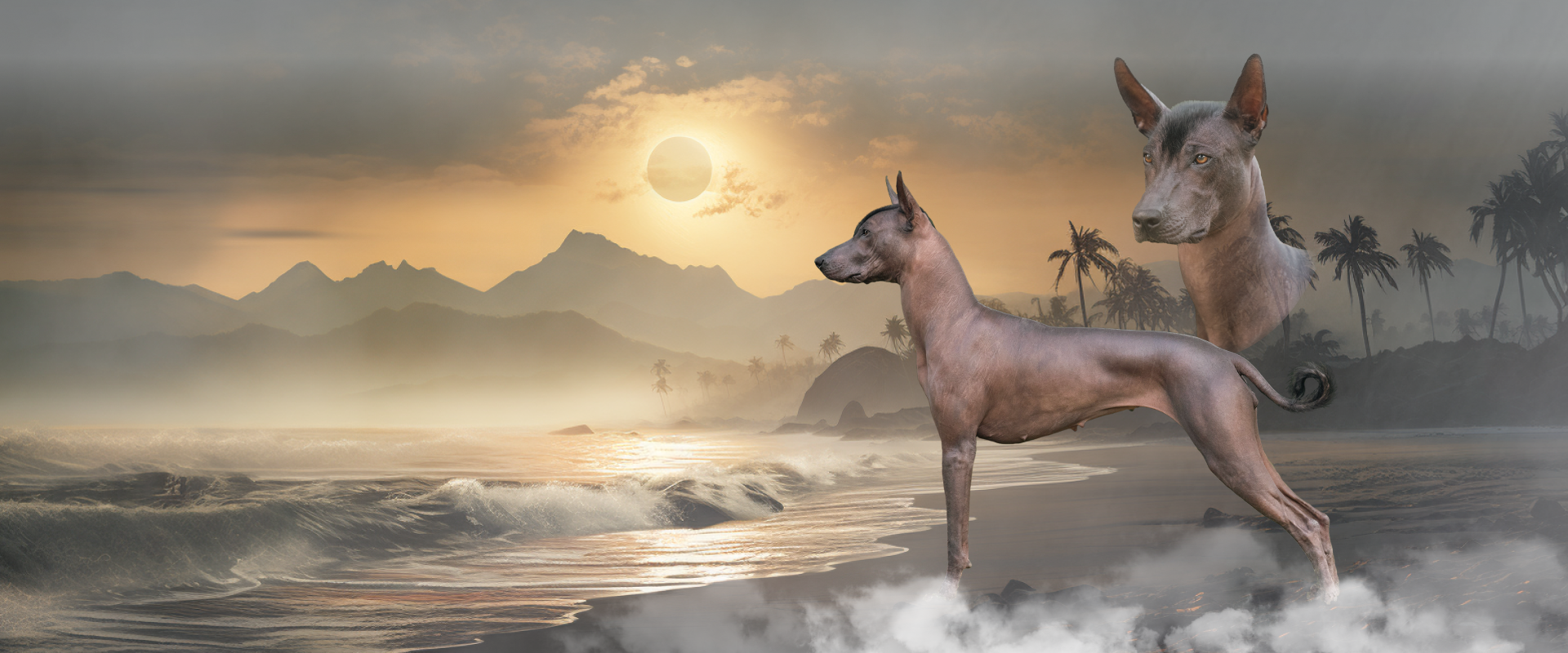 Xoloitzcuintle bronze standard female Princess Astra